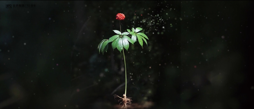 听，三七在说话